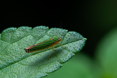 Sibovia
