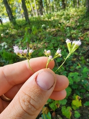 Fleischmannia incarnata
