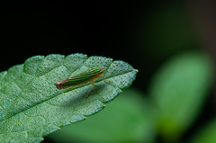 Sibovia