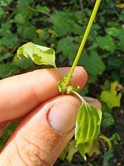 Fleischmannia incarnata