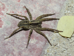 Pavocosa