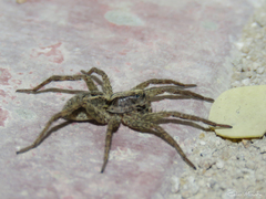 Pavocosa