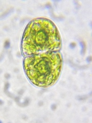 Cosmarium ovale