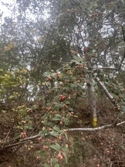 Cotoneaster franchetii