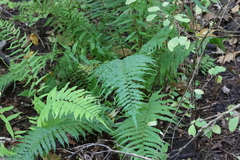 Homalosorus pycnocarpos