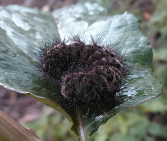 Aglaomorpha plagiata