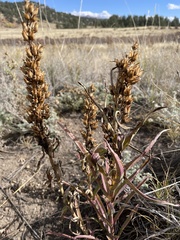 Penstemon angustifolius