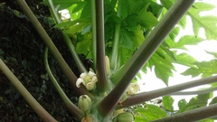 Carica papaya