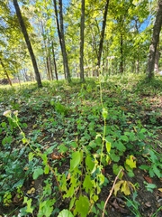 Fleischmannia incarnata