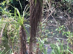 Cordyline australis