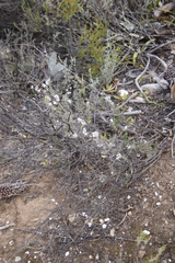 Eriocephalus