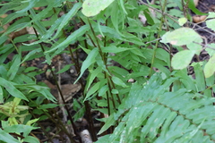 Homalosorus pycnocarpos