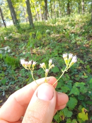 Fleischmannia incarnata