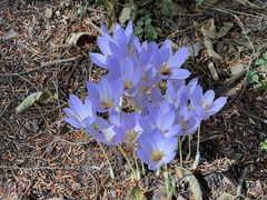 Crocus kotschyanus