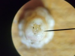 Ceroplastes