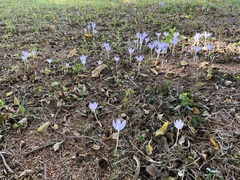 Crocus kotschyanus