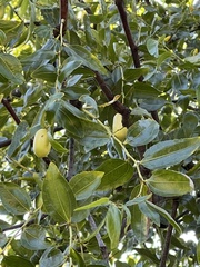 Ziziphus