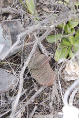 Gasteria brachyphylla
