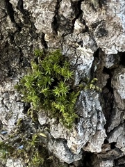 Orthotrichum papillosum