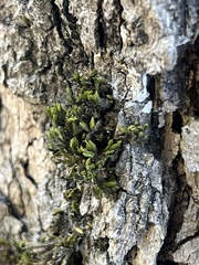 Orthotrichum papillosum