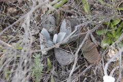 Cotyledon orbiculata