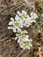 Noccaea fendleri