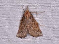 Phyprosopus callitrichoides