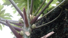 Carica papaya