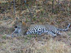 Panthera pardus pardus