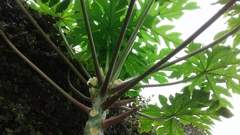Carica papaya