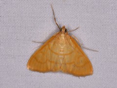 Helvibotys helvialis