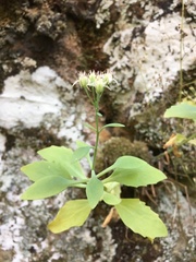 Hylotelephium telephioides