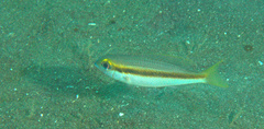 Scolopsis affinis