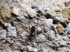 Oligolophinae