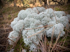 Cladonia stellaris