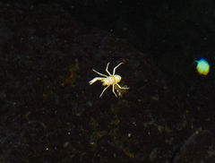 Munidopsis polymorpha