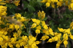 Genista germanica