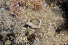 Coscinasterias muricata