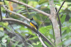 Trogon rufus
