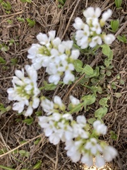 Noccaea fendleri