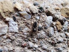 Oligolophinae