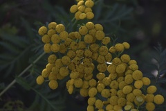 Tanacetum