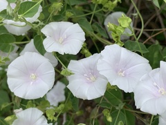 Jacquemontia pringlei