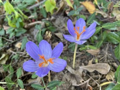 Crocus speciosus
