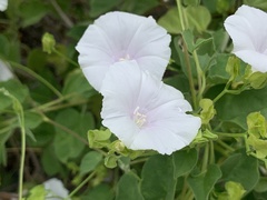 Jacquemontia pringlei