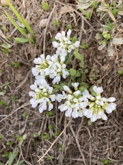 Noccaea fendleri