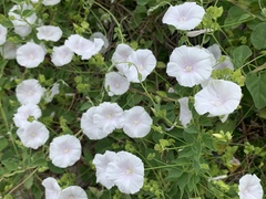 Jacquemontia pringlei