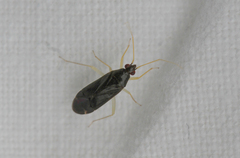 Phylus coryli