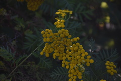 Tanacetum