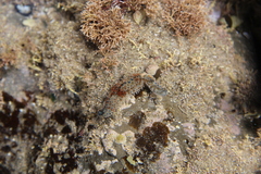 Coscinasterias muricata